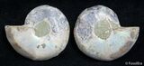 Inch Split Ammonite Pair #2662-1